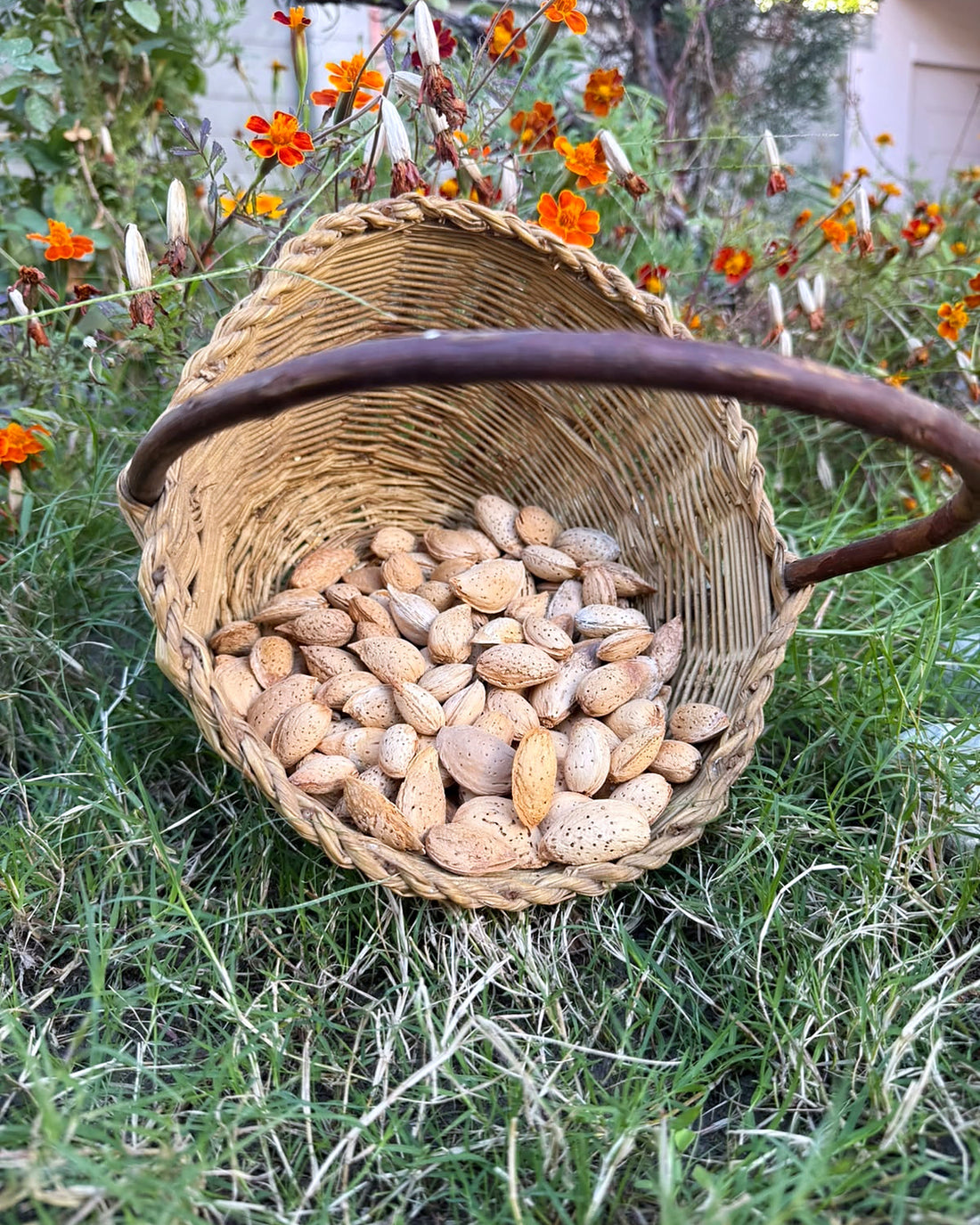 Kagzi Badam (Almonds With Shell)