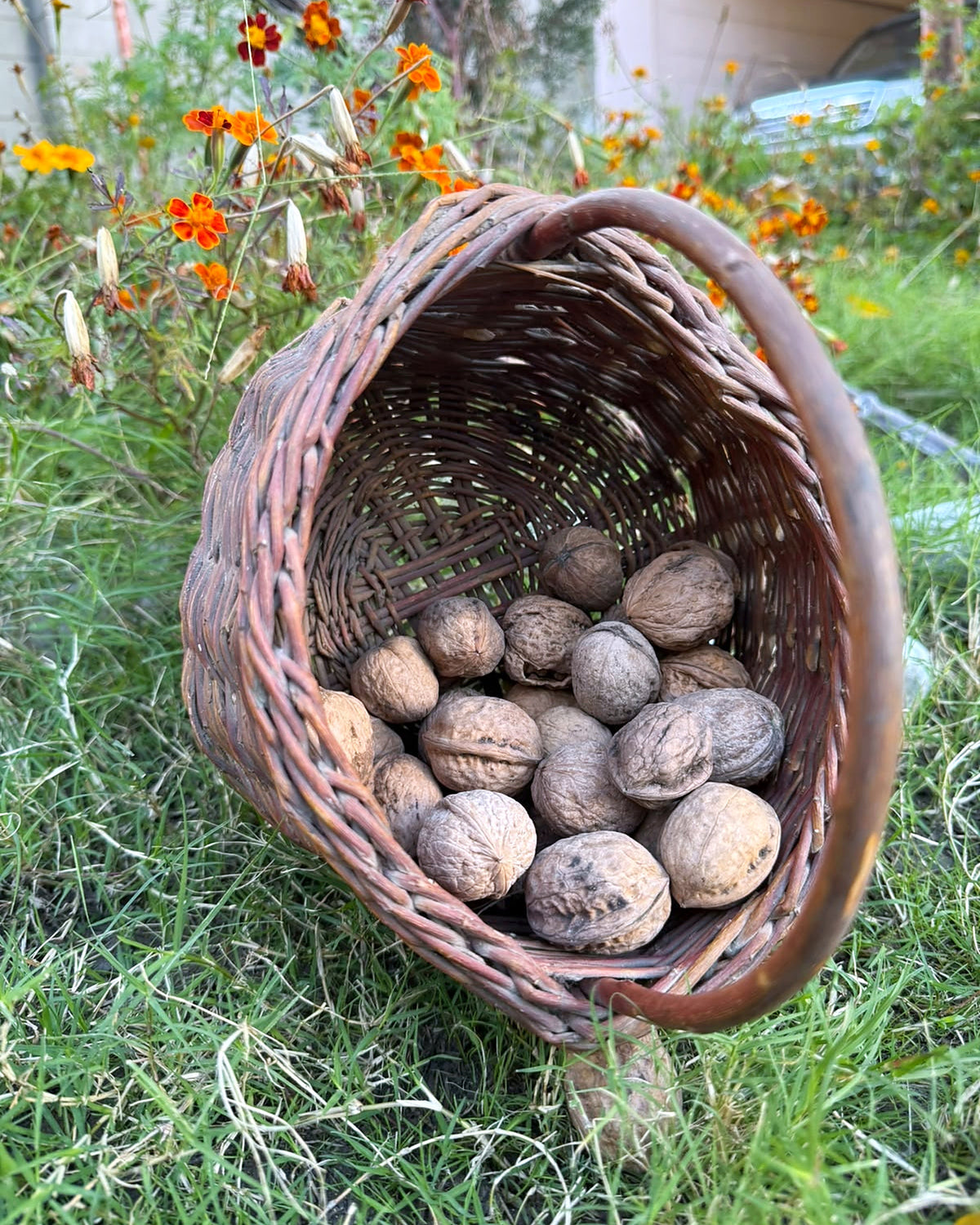 Akhrot (Walnuts With Shell)